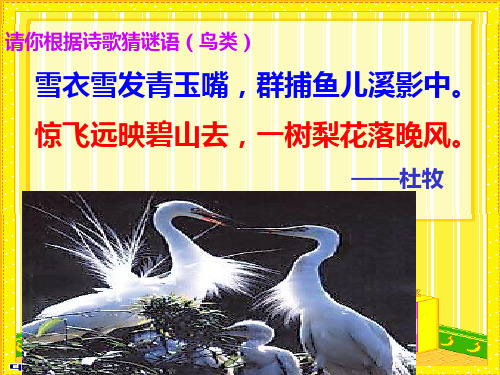 13《散文家谈散文》上课解析PPT课件