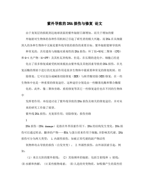 紫外导致的DNA损伤与修复 论文