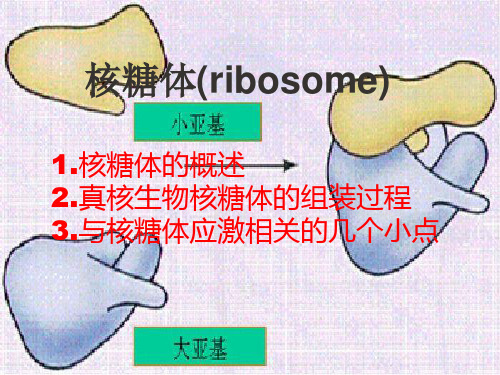 核糖体组装与核糖体应激