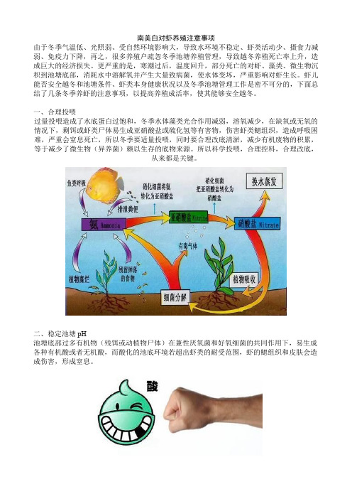 南美白对虾养殖注意事项