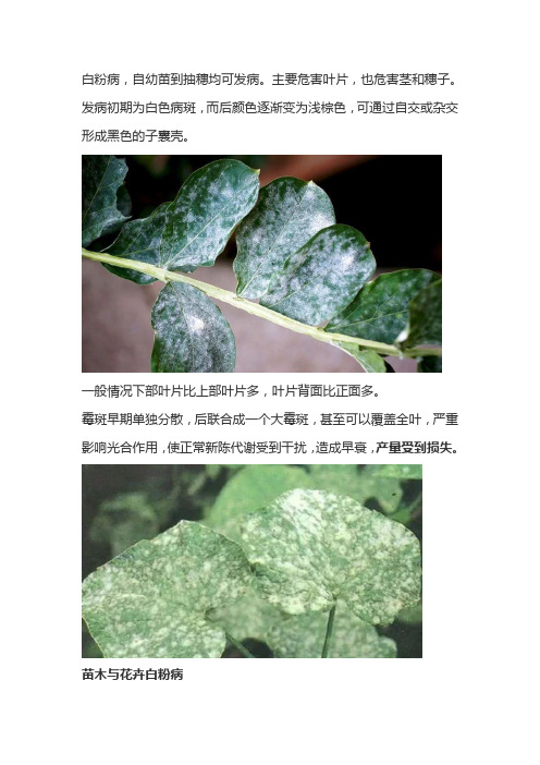 农技小知识：白粉病的防治小技巧!