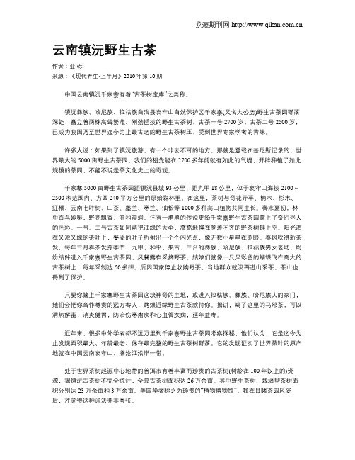 云南镇沅野生古茶