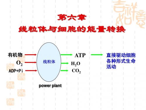 线粒体教学课件