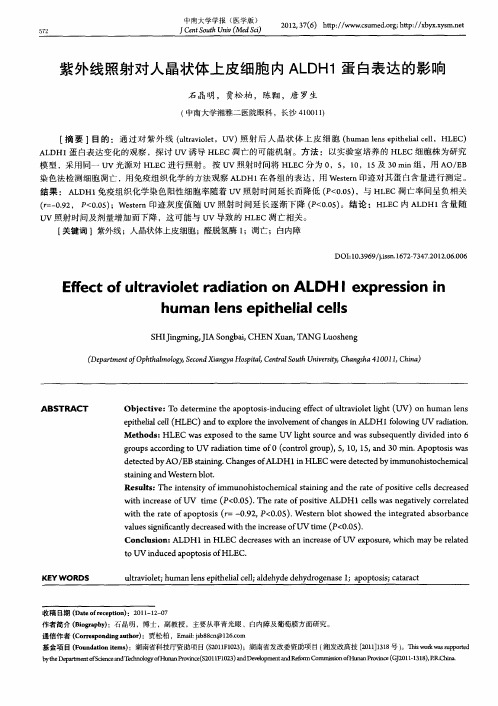 紫外线照射对人晶状体上皮细胞内ALDHl蛋白表达的影响