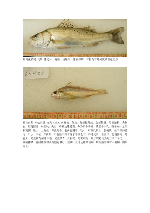 鱼类图鉴