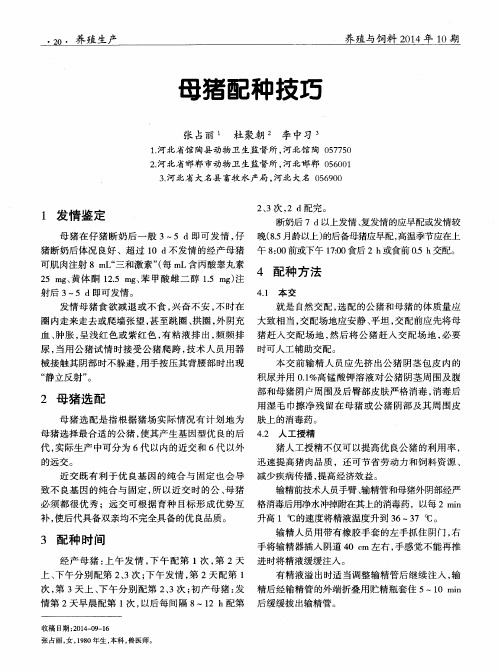 母猪配种技巧