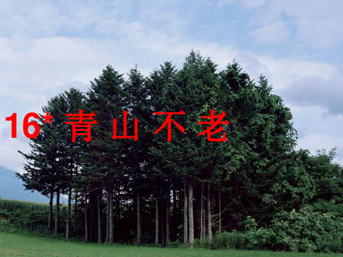 部编六年级上人教《16 青山不老》郭艳艳PPT课件 一等奖新名师优质课获奖比赛公开免费下载
