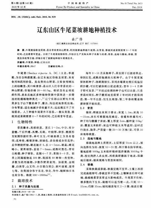 辽东山区牛尾菜坡耕地种植技术
