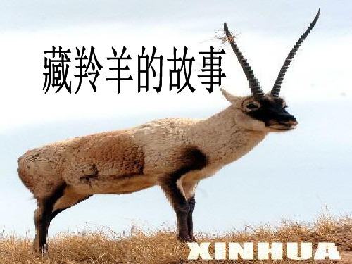 西师大版五年级语文上册《藏羚羊的故事》PPT课件(2篇)