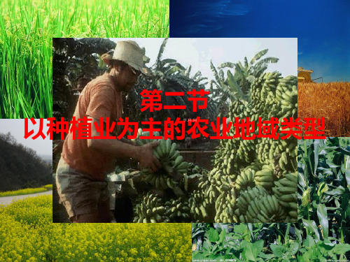 4 以种植业为主的农业地域类型