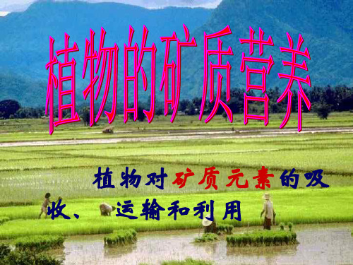 矿质代谢PPT教学课件