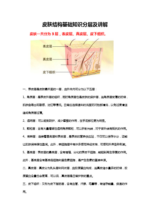 皮肤结构基础知识分层及讲解