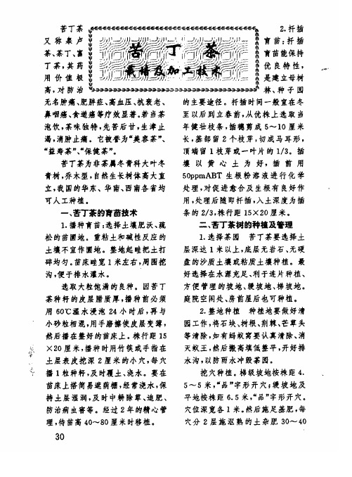苦丁茶栽培及加工技术