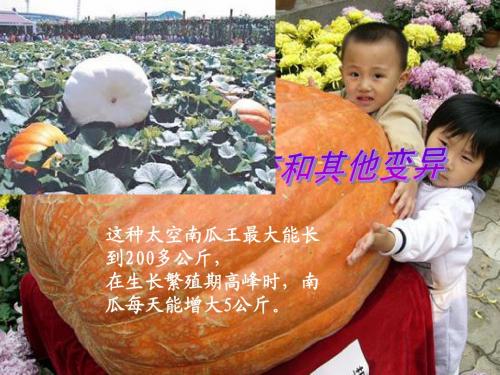 第五章第一节基因突变和基因重组
