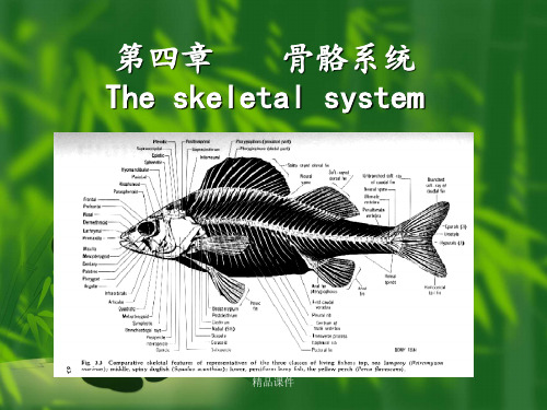 鱼类的骨骼