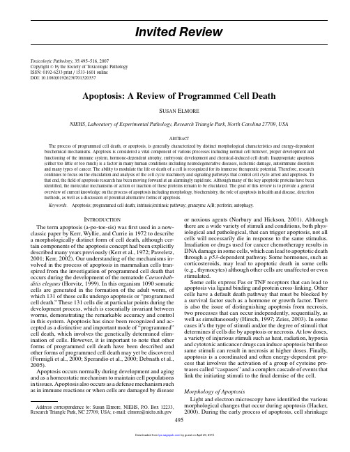 Apoptosis Programmed Cell Death