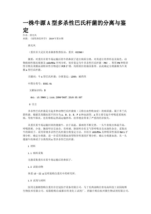 一株牛源A型多杀性巴氏杆菌的分离与鉴定