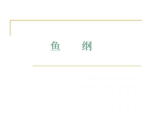 鱼纲(Pisces)