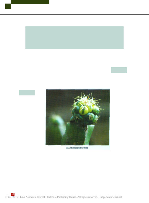 仙人掌类植物嫁接技术_王秀平