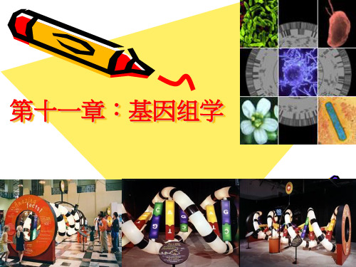 2014 第十一章 基因组学及后基因组学 (2)