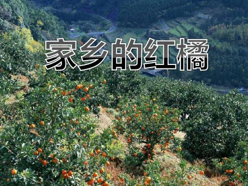 家乡的红橘 PPT优秀课件3