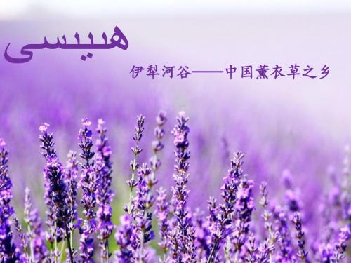 美丽的伊犁风光PPT模板