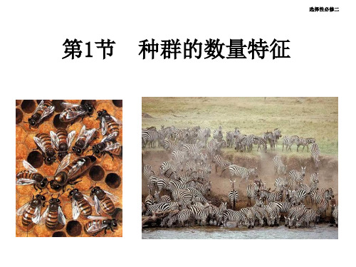人教版2019高中生物选择性必修2  种群的数量特征(课件)