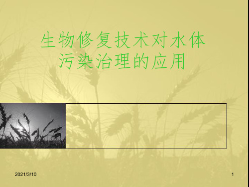 生物修复技术对水体污染治理的应用课件PPT
