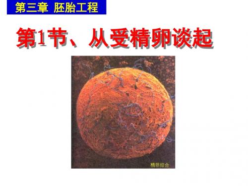 浙教版高中生物选修3第二章第1节从受精卵谈起 课件 (共33张PPT)