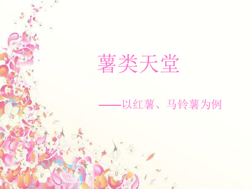 营养学 薯类ppt