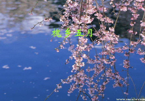 三年级下册语文课件-21 槐乡五月 (1)(共12张PPT) _苏教版