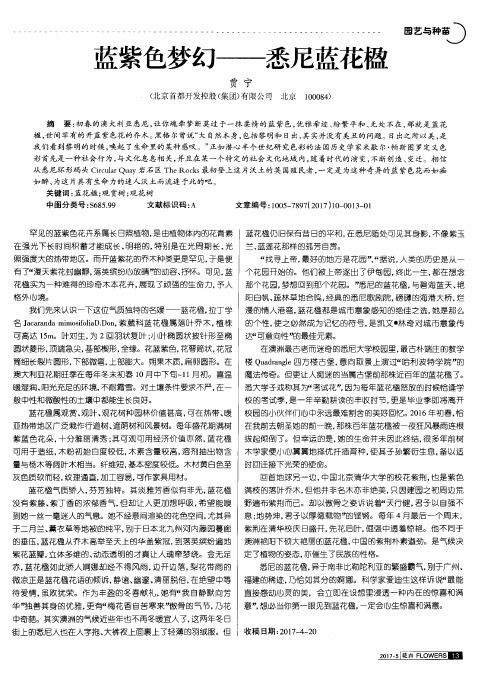 蓝紫色梦幻——悉尼蓝花楹