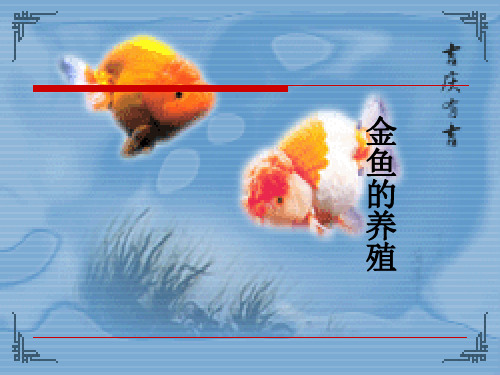 水产养殖7金鱼的养殖