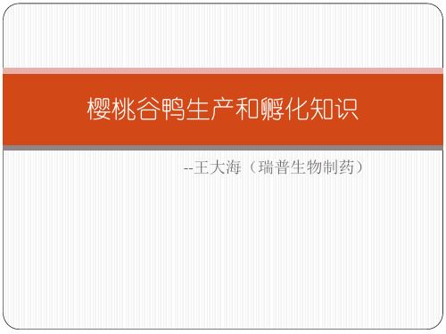 樱桃谷鸭养殖程序-王大海PPT课件