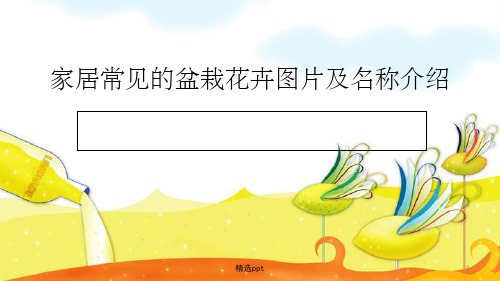 家居常见的盆栽花卉图片及名称介绍ppt课件