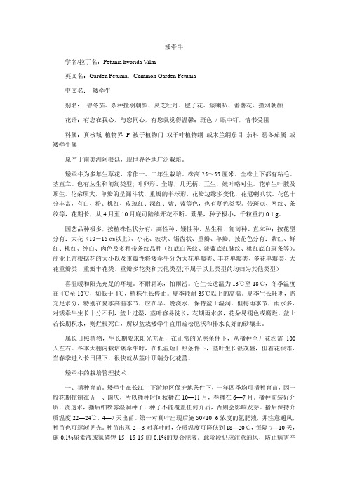 矮牵牛