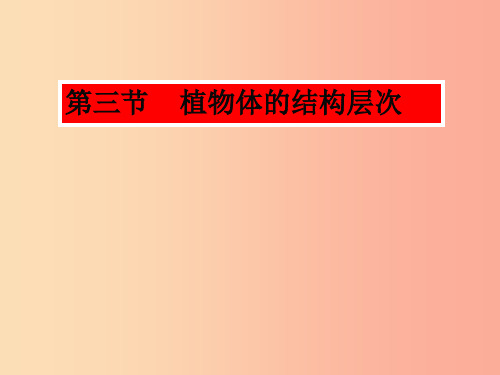 2019年七年级生物上册2.2.3植物体的结构层次课件3 新人教版PPT