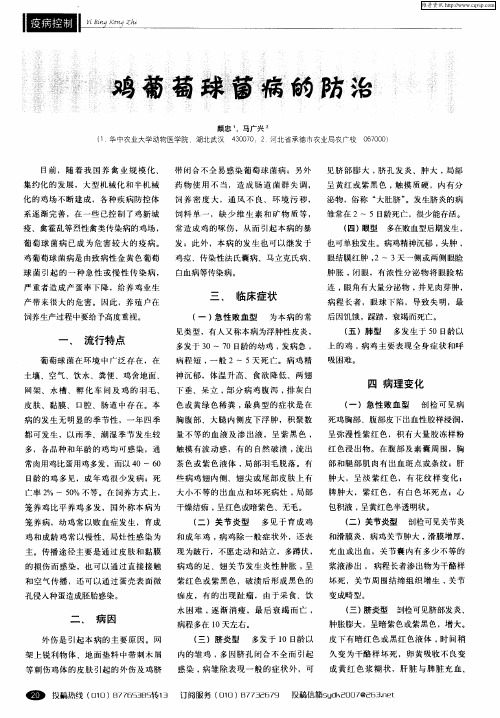 鸡葡萄球菌病的防治