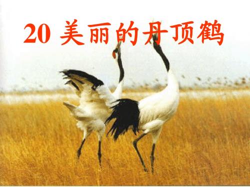 二年级语文上册《美丽的丹顶鹤》