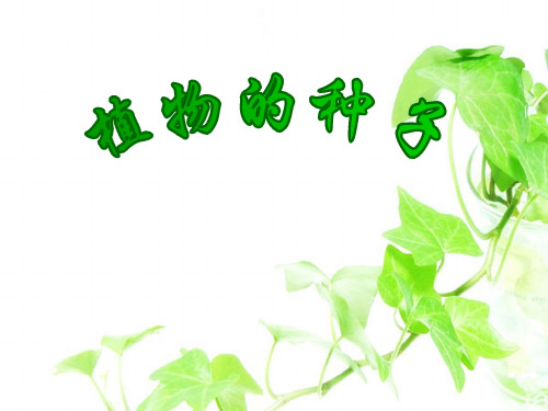 三年级下册科学-2花、果实与种子--植物的种子｜沪教版18张