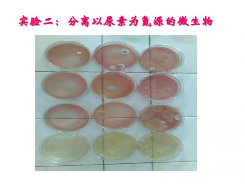 实验二：分离以尿素为氮源的微生物(13张PT)