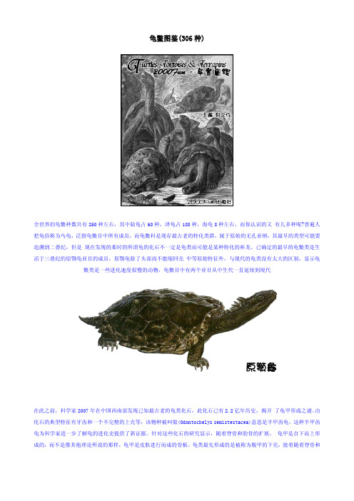 龟类图鉴