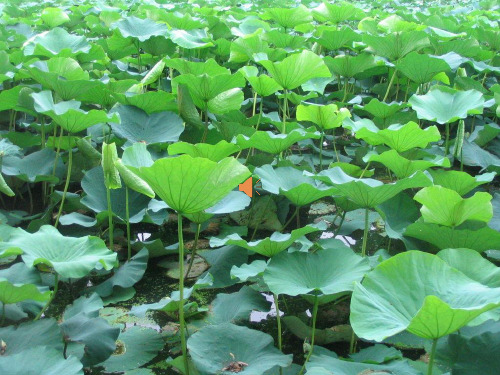 《莲叶青青》公开课课件(语文S版四年级下册课件)