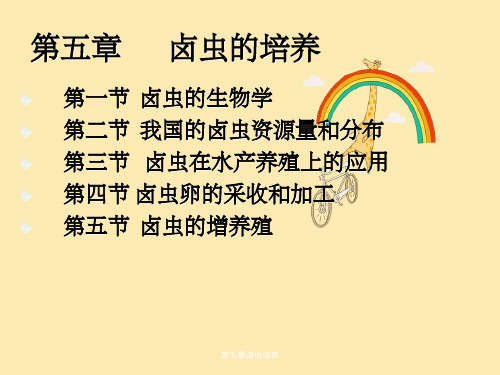 第五章卤虫培养