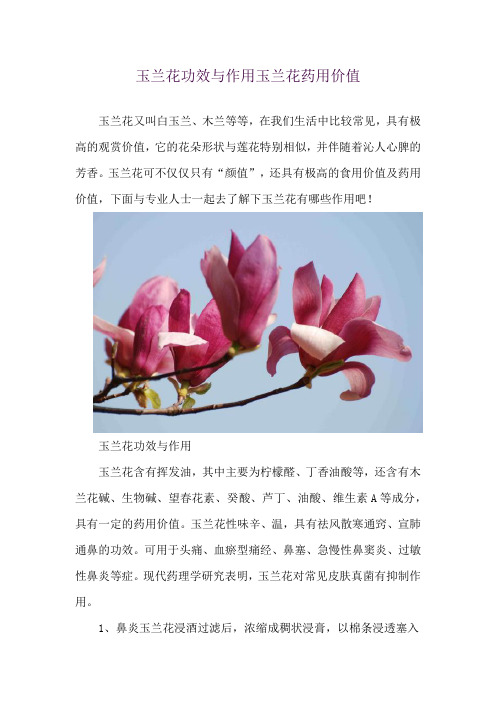 玉兰花功效与作用 玉兰花药用价值