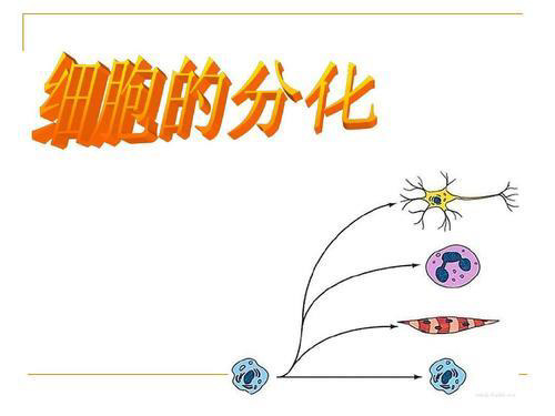 细胞的分化(说课)