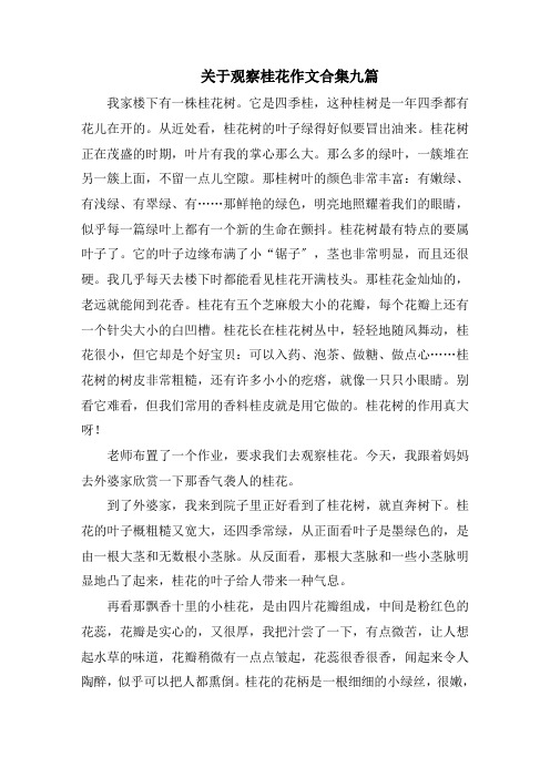 关于观察桂花作文合集九篇范文精选