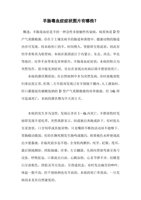 羊肠毒血症症状图片有哪些？.doc