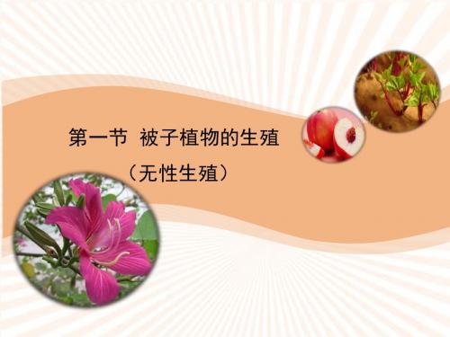 2019冀少版八年级生物下册《无性生殖》课件