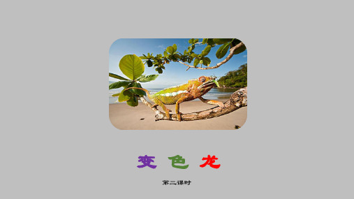 变色龙第二课时课件